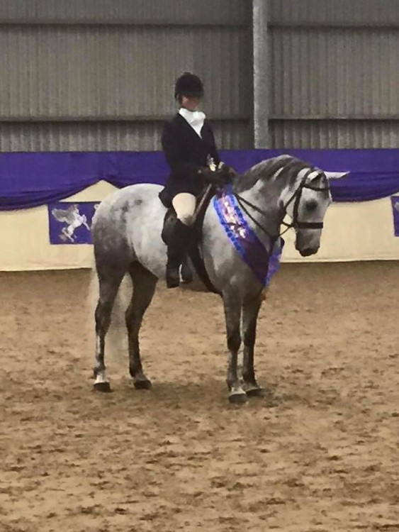TULIRA SWALLOW Reserve Champion 